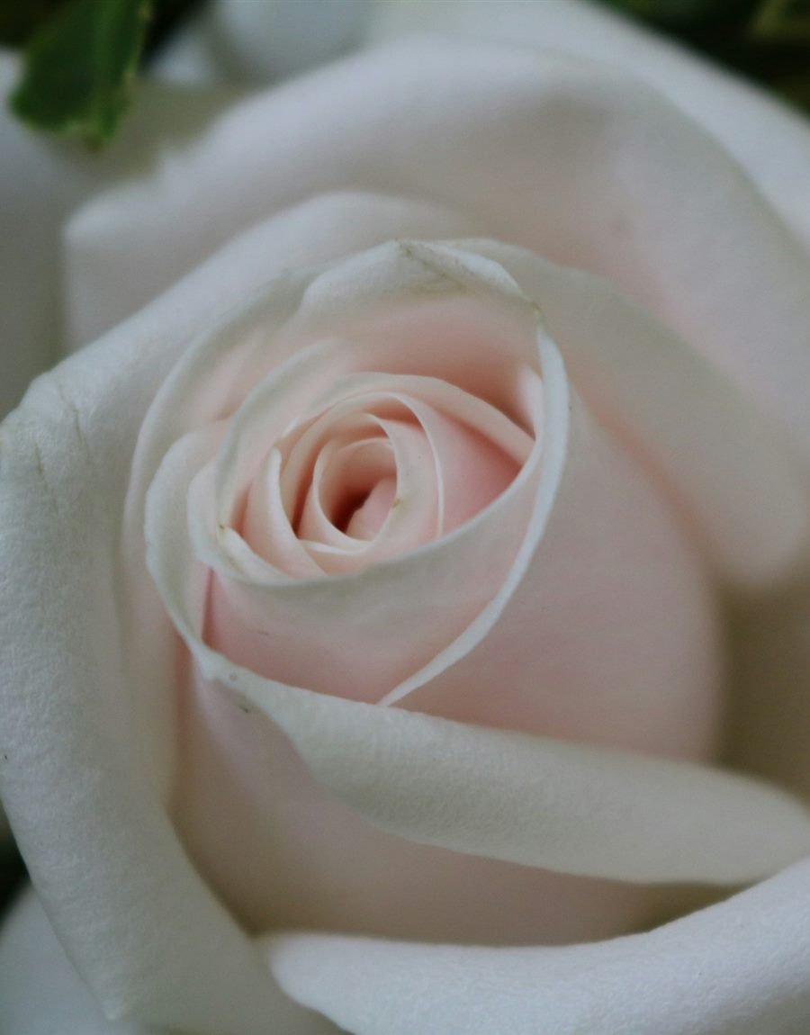 Colección Jardin Secret: rosa blanca de jardín entre hojas verdes